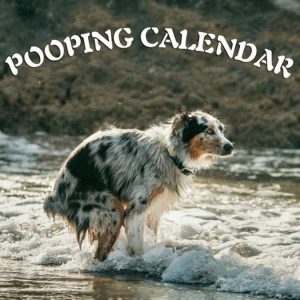 2021 Pooping Pooches Dog Calendar